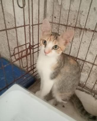 Gattina in adozione
