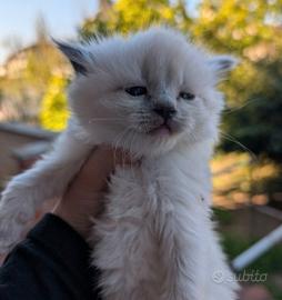 Cucciola ragdoll