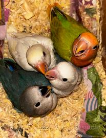 Inseparabili allevati a mano