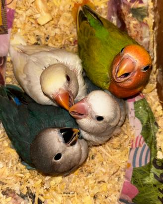 Inseparabili allevati a mano