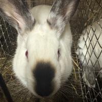 Conigli California in purezza