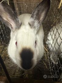 Conigli California in purezza