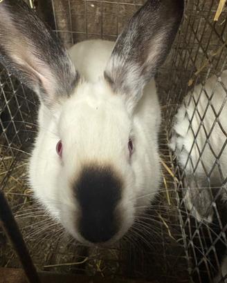 Conigli California in purezza