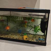 Acquario 20 Litri + 3 pesci, 3 lumache + accessori