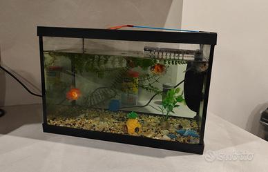 Acquario 20 Litri + 3 pesci, 3 lumache + accessori