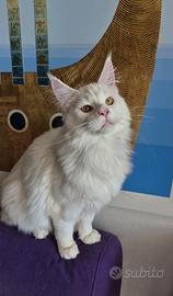 Maine Coon DS12 Red Shell