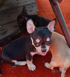 Chihuahua toy