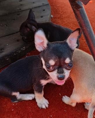 Chihuahua toy