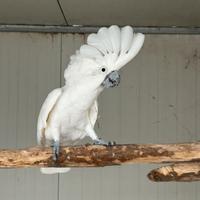 Cacatua alba maschio