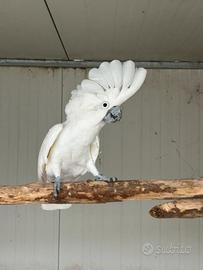 Cacatua alba maschio