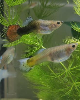 Guppy femmine