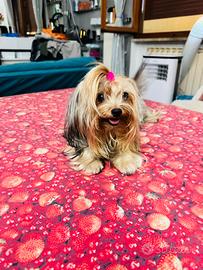 Yorkshire femina x accopiamento
