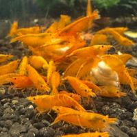Caridine Orange