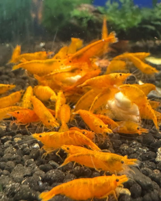Caridine Orange