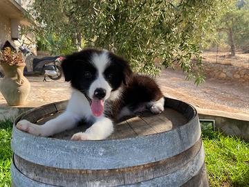 Border collie con pedigree