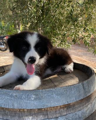 Border collie con pedigree