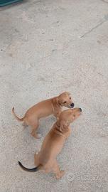 Cuccioli incrocio amstaf
