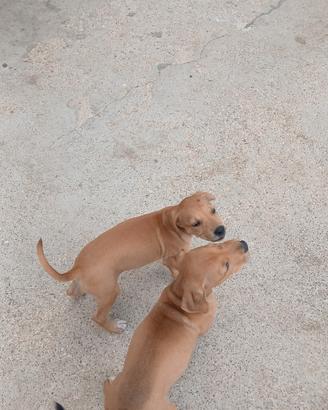 Cuccioli incrocio amstaf