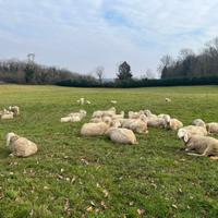 Agnelli di varie età