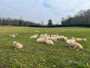 Agnelli di varie età