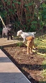 Cagnolini (un maschio, due femmine)