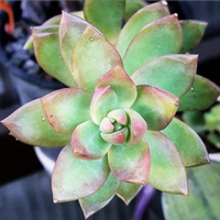 Sedum adolphii piante grasse
