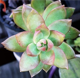 Sedum adolphii piante grasse