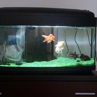 Acquario completo
