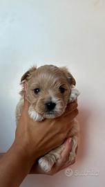 Cuccioli di maltipoo
