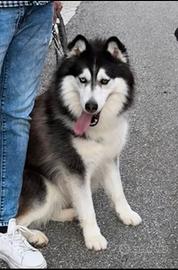 Husky occhio azzurro