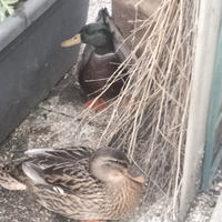 Coppia di anatre germano maschio e femmina