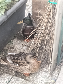 Coppia di anatre germano maschio e femmina