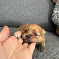 Cuccioli di spitz nano maschi e femmine