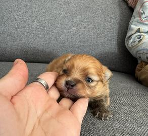 Cuccioli di spitz nano maschi e femmine