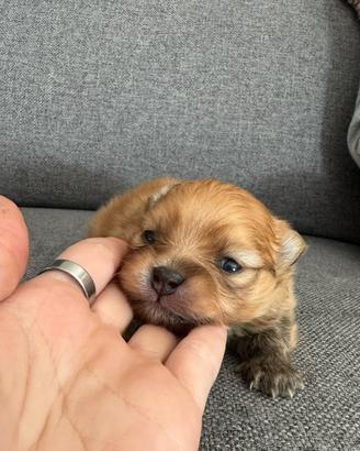 Cuccioli di spitz nano maschi e femmine