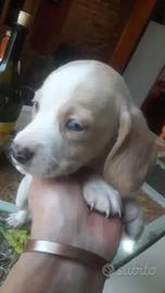 Cuccioli Labrador/husky