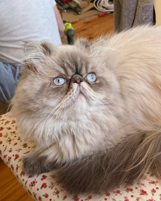 Gatto maschio persiano per accoppiamento