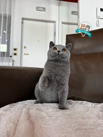 Scottish Fold Straight British Shorthair enfi