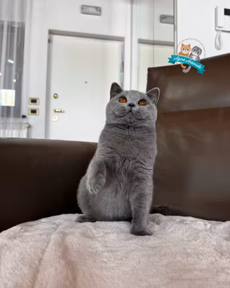 Scottish Fold Straight British Shorthair enfi