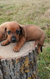 Cuccioli Bassotto nano