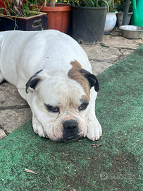 Bulldog americano monta gratuita