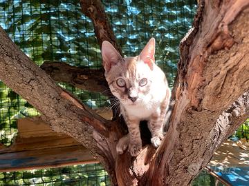 Gatto del bengala maschio cochal lynx