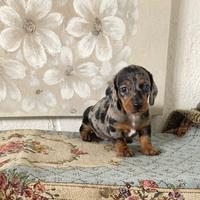 Bassotto Nano Silver