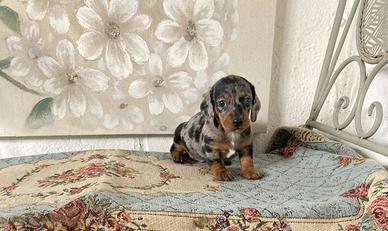 Bassotto Nano Silver