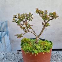 Bonsai di Lagestroemia