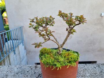 Bonsai di Lagestroemia