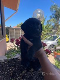 Cuccioli di Labrador retriever con Pedigree Enci