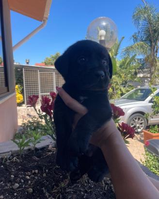 Cuccioli di Labrador retriever con Pedigree Enci