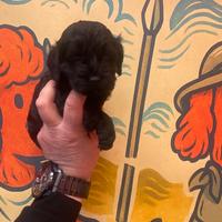 Barboncino Toy femmina