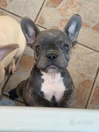 Bulldog francese esotico